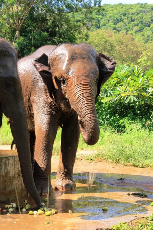 Ein Elefant trinkt aus Pfütze auf Koh-Samui im Elephant-Sanctuary - Bohemian-Rebel