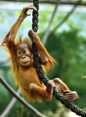 Die Kleine Popi ein OrangUtan Waisen-Baby aus Borneo - Bohemian Rebel